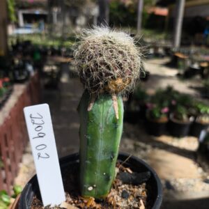 2209 02 Sulcorebutia hertusii