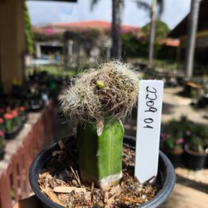 2209 01 Sulcorebutia hertusii