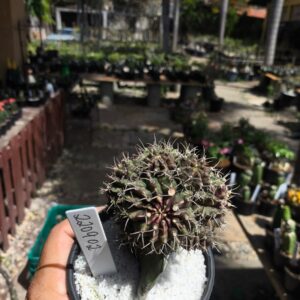 2209 02 Gymnocalycium colonia