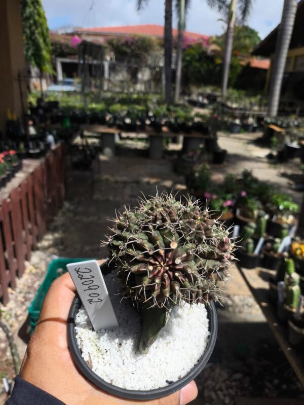 2209 02 Gymnocalycium colonia