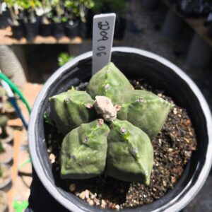 2209 06 Astrophytum