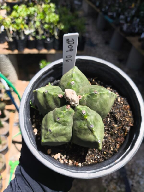 2209 06 Astrophytum