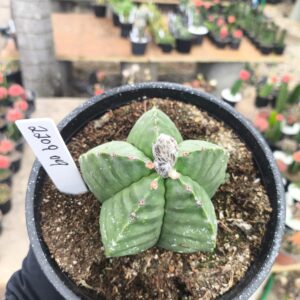 2209 09 Astrophytum