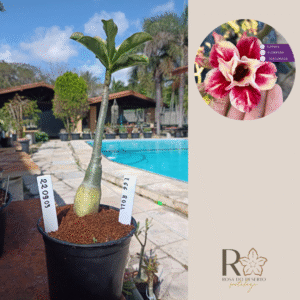 2209 03 Rosa do Deserto Egg Roll
