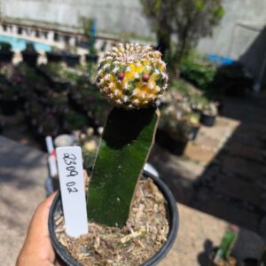 2309 02 Sulcorebutia arenacea