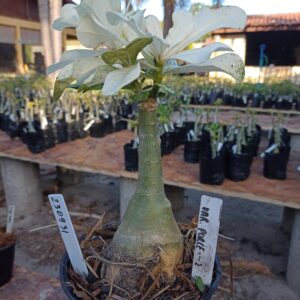 2309 31 Rosa do Deserto Variegata Porcelana 2