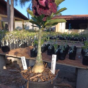 2309 24 Rosa do Deserto Céu Estrelado