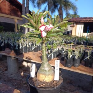 2309 17 Rosa do Deserto Ferrari