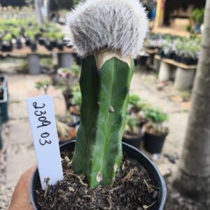 2309 03 Mammilaria plumosa cristata