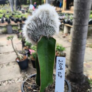 2309 02 Mammilaria plumosa cristata