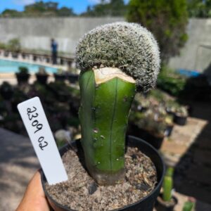 2309 02 Mammilaria Bocasana cristata