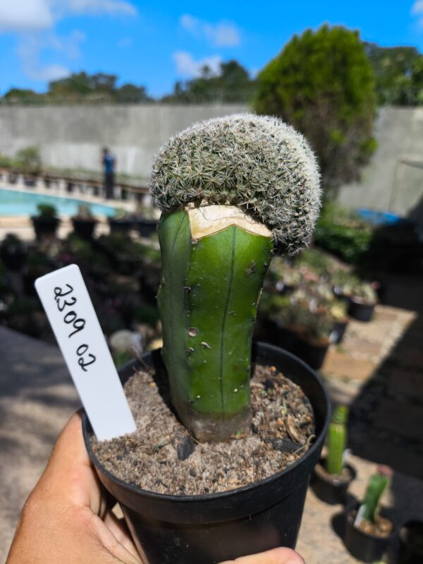 2309 02 Mammilaria Bocasana cristata