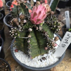 2409 01 Gymnocalycium flor roxa