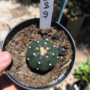 2409 07 Astrophytum Asteria Nudum