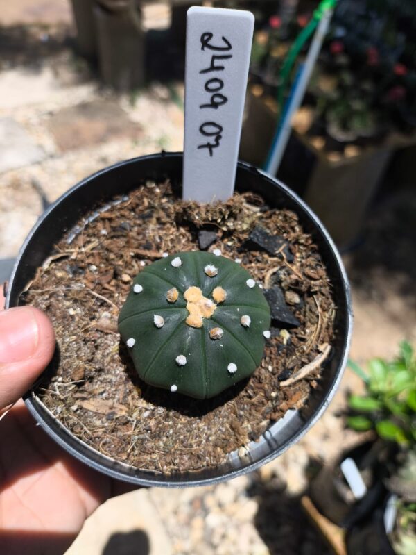 2409 07 Astrophytum Asteria Nudum