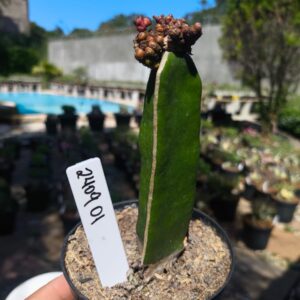 2409 01 Cacto Chocolate
