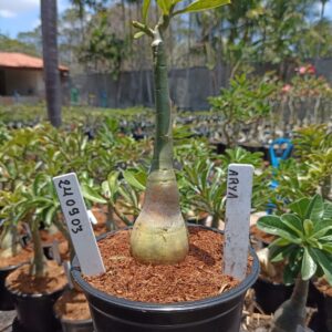 2409 03 Rosa do Deserto Arya