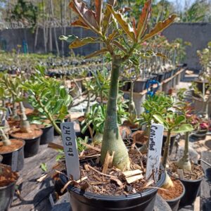 2409 48 Rosa do Deserto Capixaba