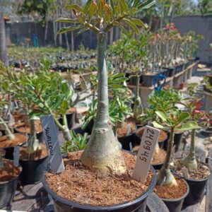 2409 45 Rosa do Deserto Swallow