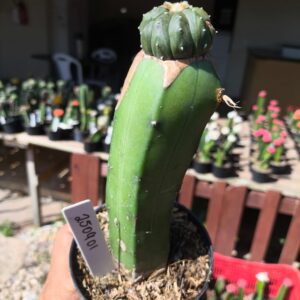 2509 01 Ásteria Kiko enxertado