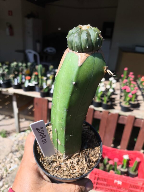 2509 01 Ásteria Kiko enxertado