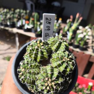 2509 06 Gymnocalycium Green colônia