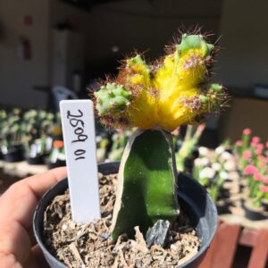 2509 01 Cereus peruvianus variegata Monstruoso enxertado