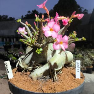 2509 13 Arabicum Minotauro - Adulta