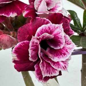 Podadinha - Rosa do Deserto Cone Flower