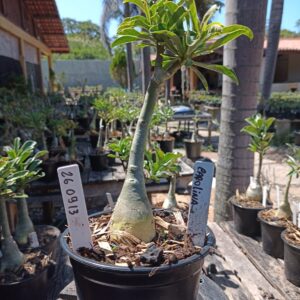 2609 13 Rosa do Deserto Carolina