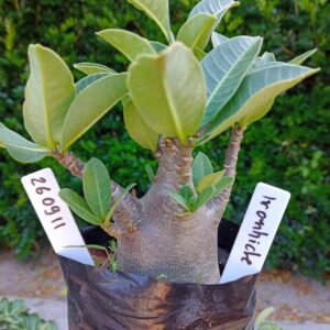 2609 11 Arabicum Ironhide - F2 12 meses