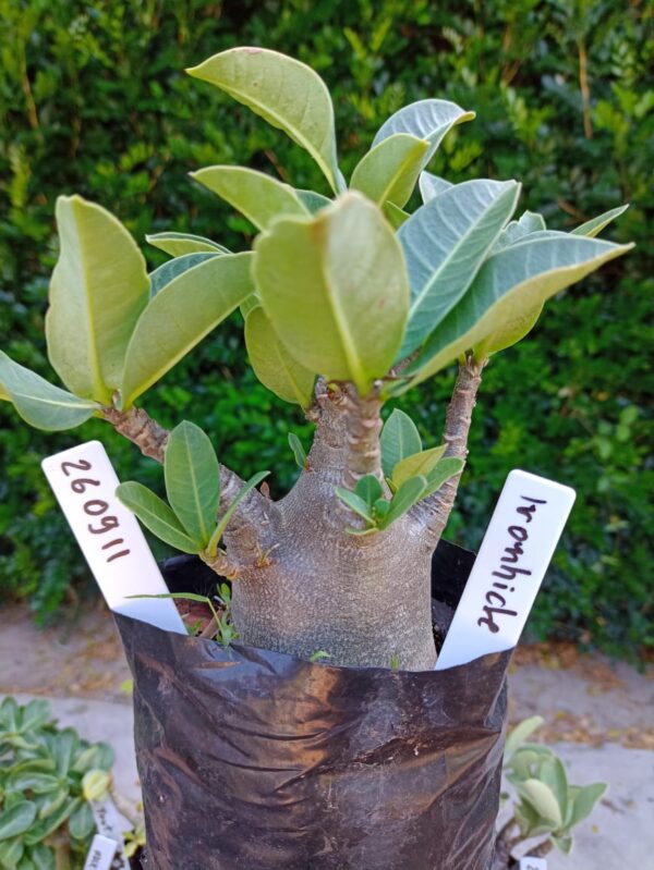 2609 11 Arabicum Ironhide - F2 12 meses