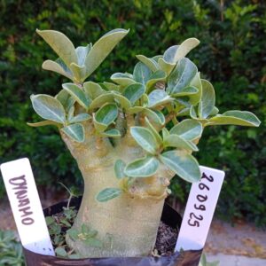 2609 25 Arabicum Dynamo - F2 12 meses
