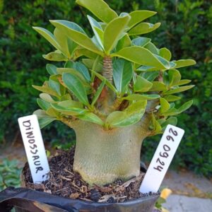 2609 24 Arabicum Dinossaur - F2 12 meses