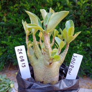 2609 15 Arabicum Sauron - F2 12 meses