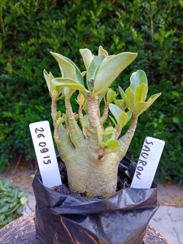 2609 15 Arabicum Sauron - F2 12 meses