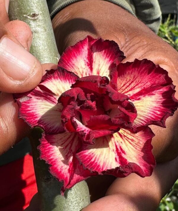 Podadinha - Rosa do Deserto Filó 2 RDF