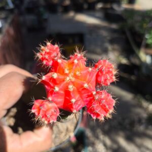 Cacto Gymnocalycium Laranja combo
