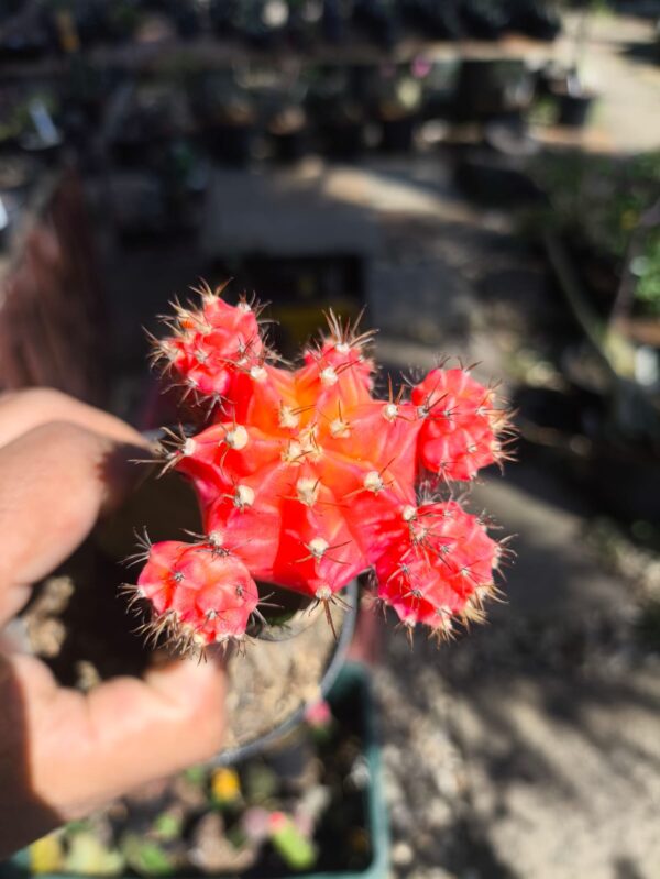 Cacto Gymnocalycium Laranja combo