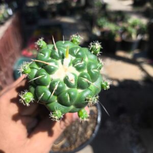 Cacto Coryphantha elephantidens combo