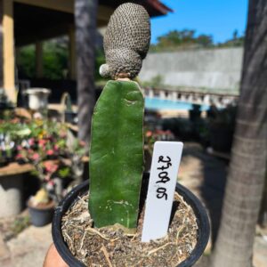 2709 05 Rebutia heliosa