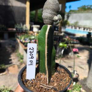 2709 04 Rebutia heliosa