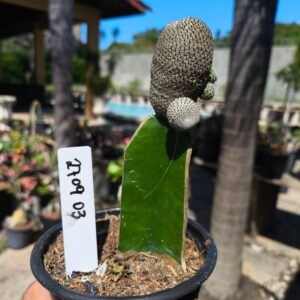 2709 03 Rebutia heliosa