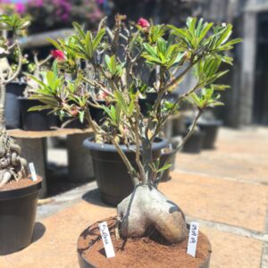 2909 09 Baobá Surprise