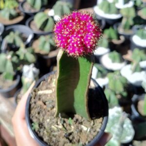 Cacto Gymnocalicium Pink combo