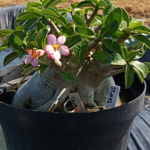 2909 12 Arabicum Tank - Adulta
