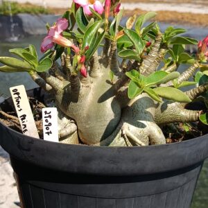 2909 07 Arabicum Optimus Prime - Adulta