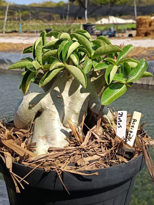 2909 05 Arabicum Poseidon - Adulta