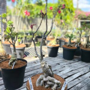 2909 21 Baobá Infinity Dobrada