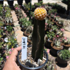 3009 01 Sulcorebutia eranacea - Live